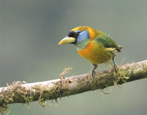 TORITO CABECIRROJO
Red-headed Barbet
Eubucco richardsoni