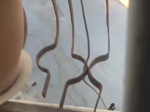 יום שלישי, 11 ביוני, 2024 - הגדה המערבית