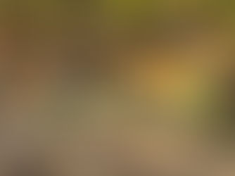 יום חמישי, 13 בנובמבר, 2025 – הגדה המערבית