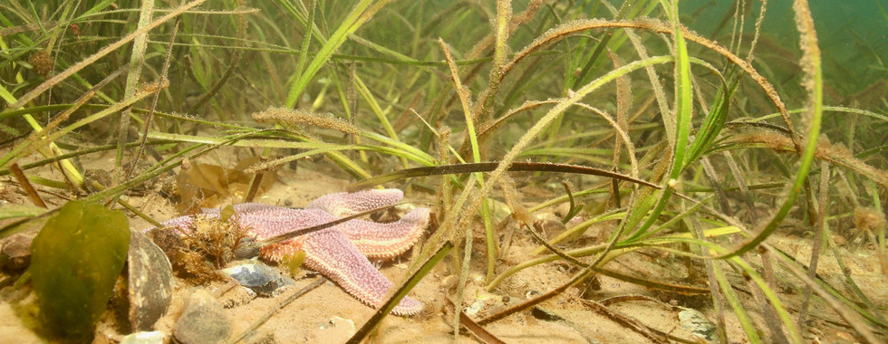 A Starfish in Dartmouth Cove surrounded by eel grass