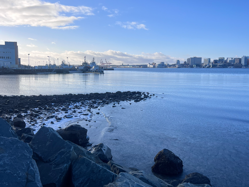 Ice starting to form along the shores of Dartmouth Cove