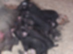 Nursing piglets, 9/2013