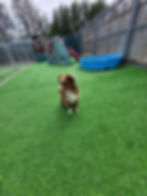 smallyard4