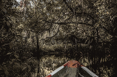 graine-de-voyageur-jungle-amazonienne-navigation-riviere-vegetation.jpg