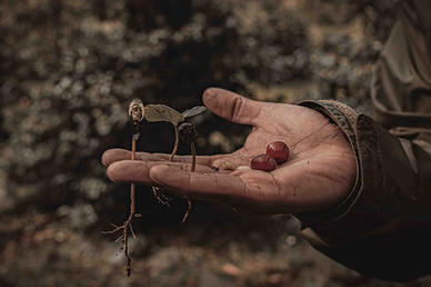 Évolution d'un plant de café, de la jeune pousse à la cerise rouge, dans les plantations de Chanchamayo au Pérou. Découvrez les secrets de l'agriculture locale et de l'or brun avec Graine de Voyageur.