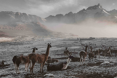 lama-altiplano-cusco-perou-voyage-luxe-graine-de-voyageur.jpg