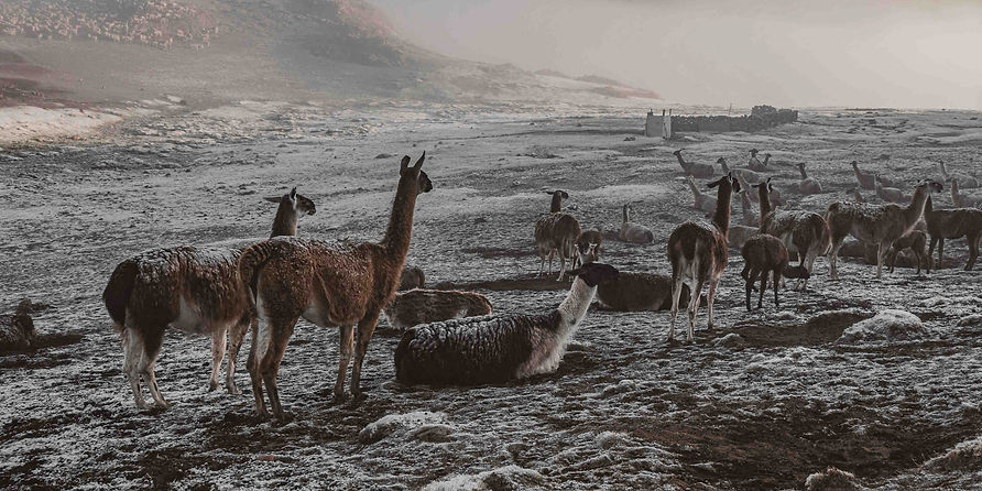lamas altiplano cusco voyage de luxe pérou graine de voyageur