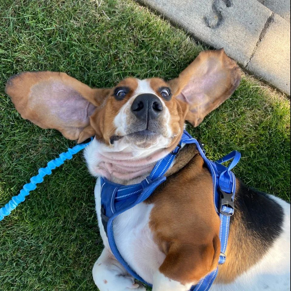 Walter the Basset Hound giving the goofiest face during his walk on a sunny day with Wag N Walk PDX
