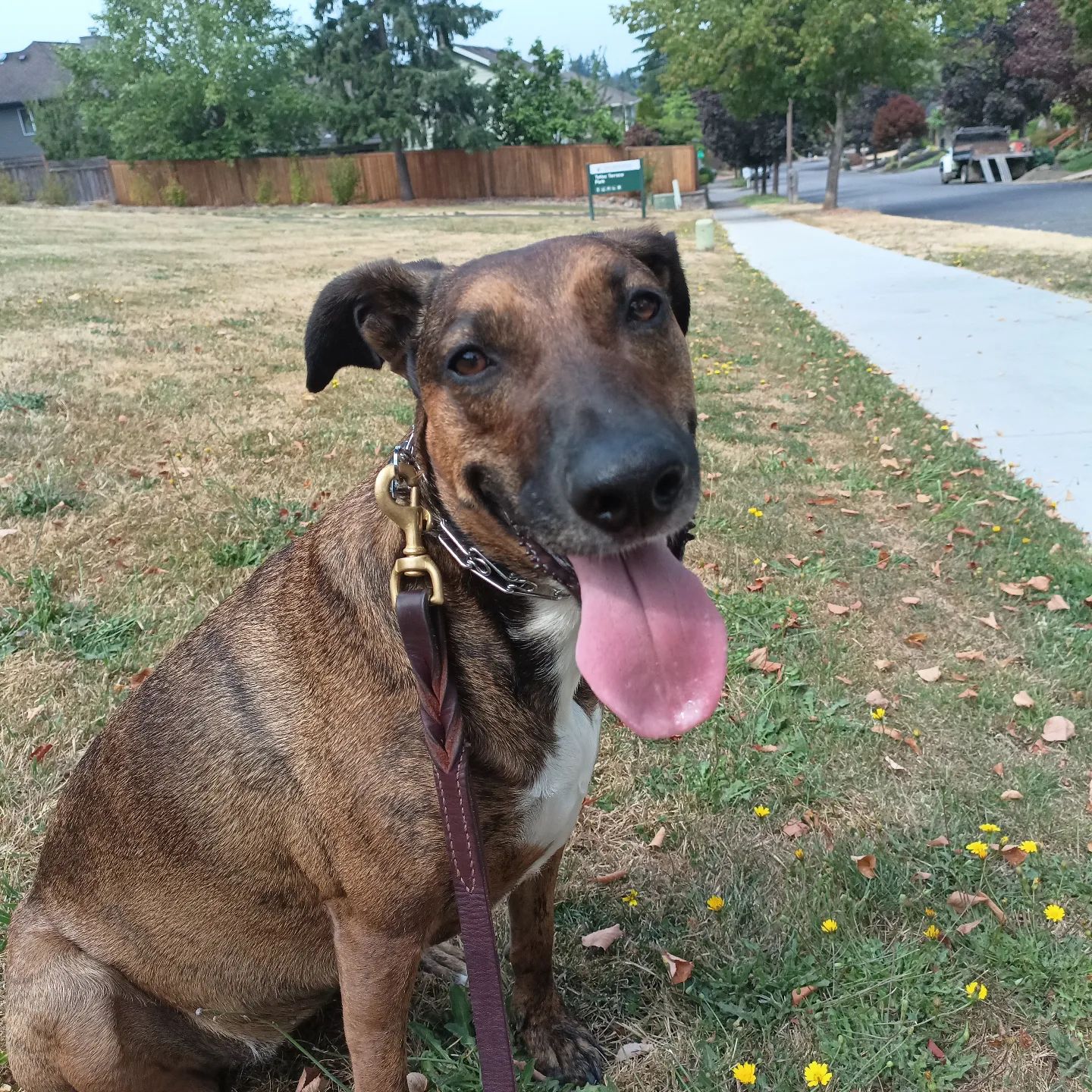 Calliope our reactive dog that through balanced training methods can walk pasts dogs and people without reaction.