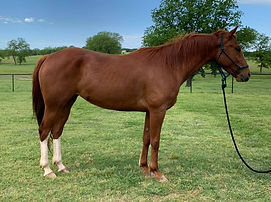 Broodmare-Smoking Enterprize Picture