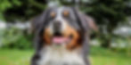 Dog Daycare