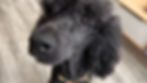 Dog at Home | Texas Ruff House
