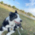 Dog at Lake Pflugerville Park.