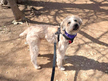 Dog Starting Travel Adventure