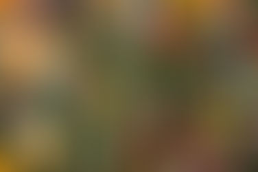 A Thanksgiving Feast--Pet Edition: Safe Foods & Tips for the Big Day