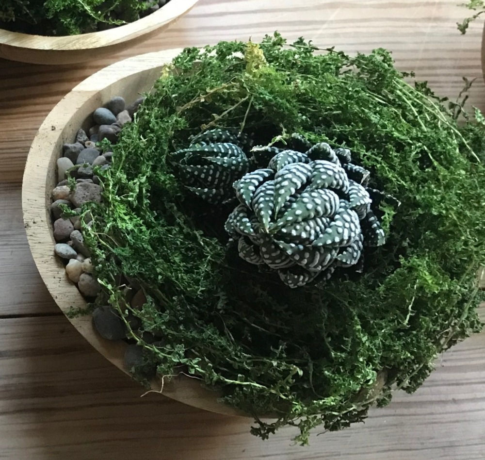 succulent nest