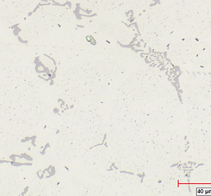 billet analysis2.jpg.tif