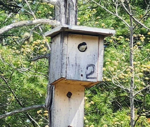 Favoriser la nidification des hirondelles