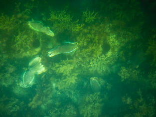Giant Cuttlefish