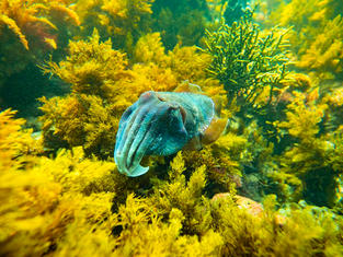 Giant Cuttlefish