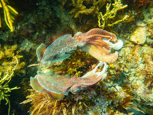 Giant Cuttlefish