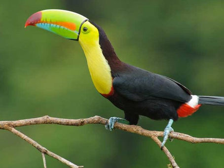 Costa Rica, a climate success story in the world.