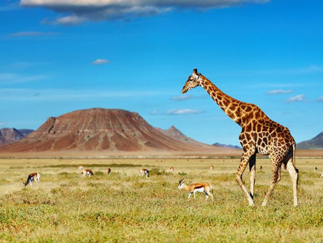 3 Best Times of Year for an African Wildlife Safari
