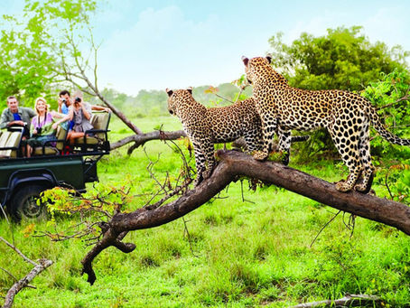 African Safaris Top 5 Destinations Reviewed