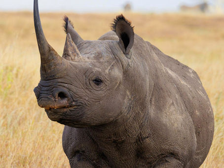 10 Endangered Animals to See Before They're Gone