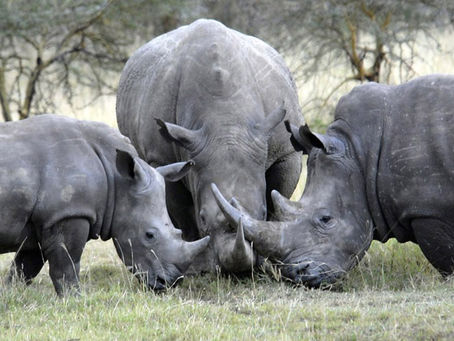 Rhino Horn Trade - To Legalise or Not