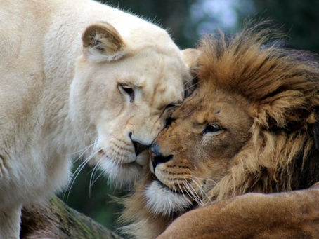 Lion Safari Africa: The Top 10 Destinations Revealed