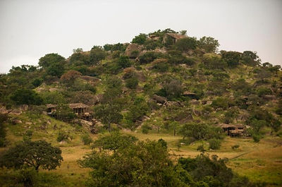 SERENGETI - LAMAI SERENGETI.jpg