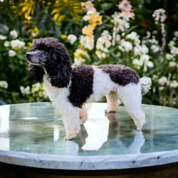 Figaro Dynamic-Toy`s Shiwa