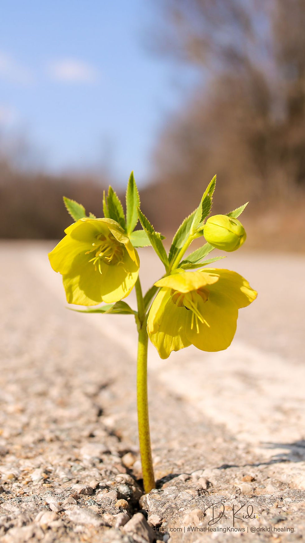 Yellow flower growing through a cracked pavement against a blurred outdoor background. Sunlit petals symbolize resilience. Text: drkidi.com.