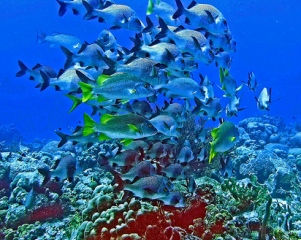 Strategia nazionale per la biodiversità