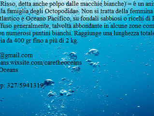 La polpessa
