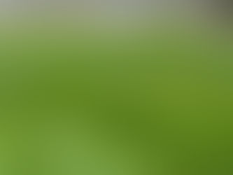 Why Your Lawn Starts to Fade in December: Understanding Cool-Season Dormancy