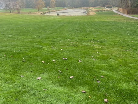Why Your Lawn Starts to Fade in December: Understanding Cool-Season Dormancy