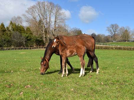 PROFONDO - SHE'S ON RAILS COLT