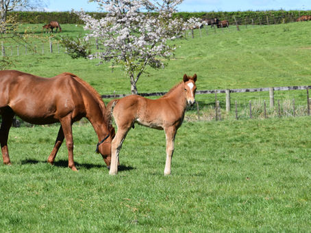 ARMORY - MISS LIONESS COLT