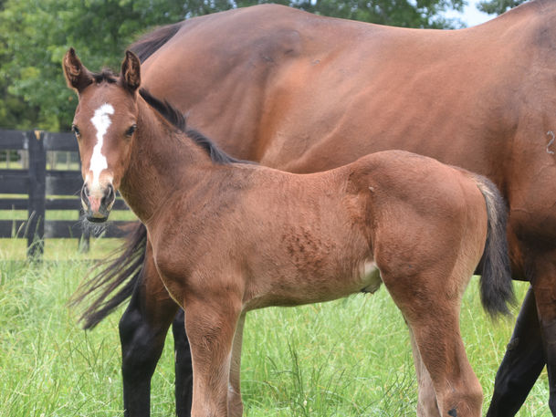 NIAGARA - WIMBLEDON COLT