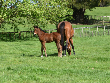 PROFONDO - ELOUNDA FILLY