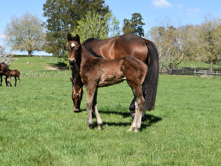 PINATUBO - WESTWOOD FILLY