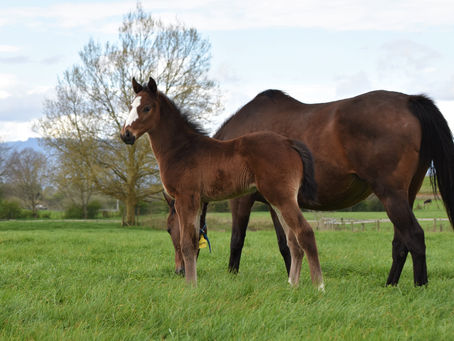 SHAMEXPRESS - COURTNEY COLT