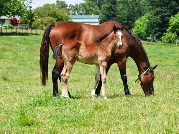 TURN ME LOOSE - GLAMAZON FILLY