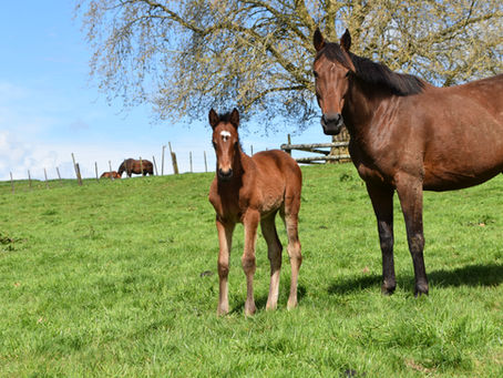PROFONDO - RIVER DANCE FILLY