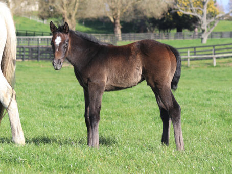 PROISIR - PRIME TIME COLT