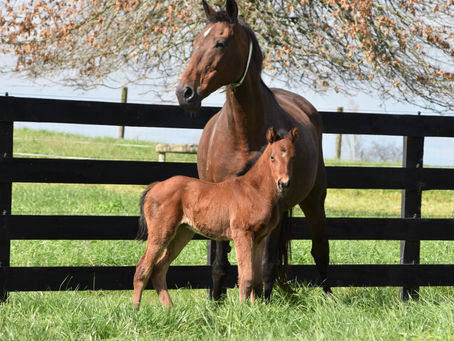 CONTRIBUTER - DOSH FILLY