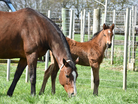 TARZINO - IT'S ALL FOR YOU FILLY