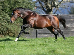 STELLAR SEASON FOR CONTRIBUTER